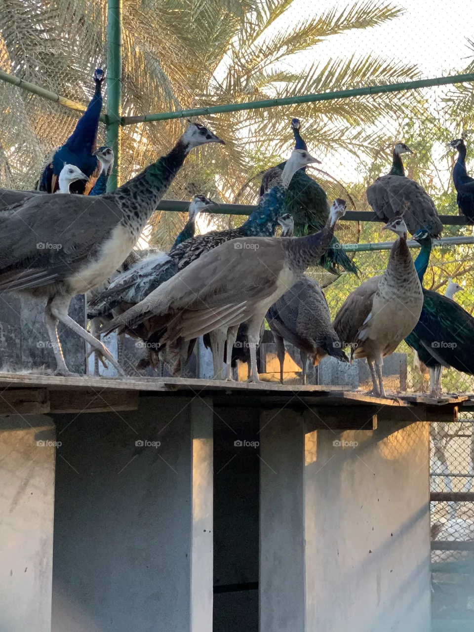Flock of peacock 