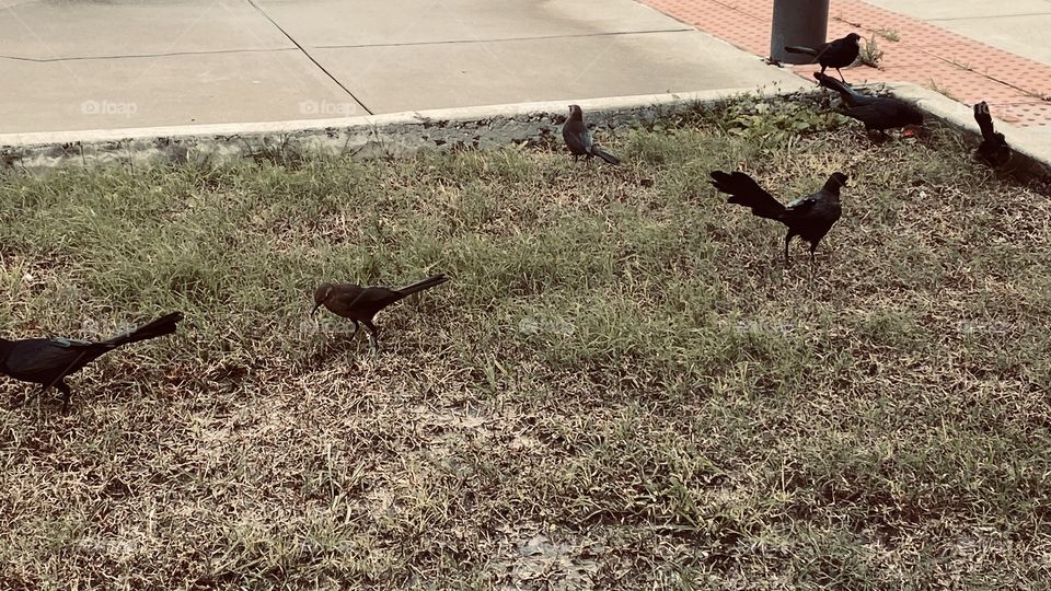 These here Black Crackle Birds having a feast for all while the winds are Brisk from a recent Cold Front. 