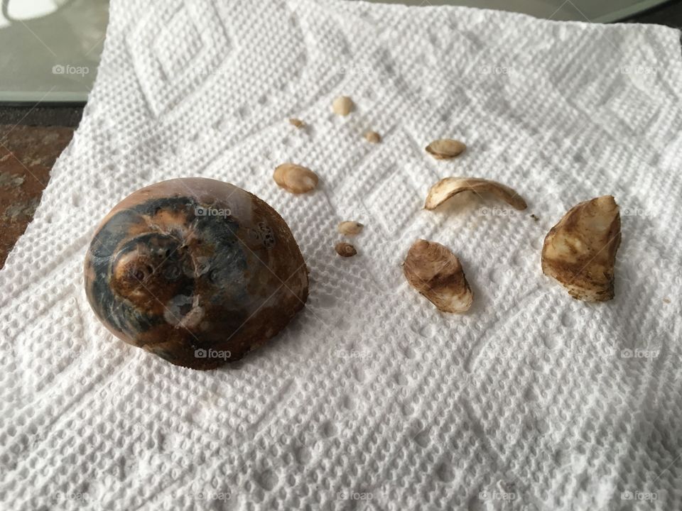 Snail Shell 