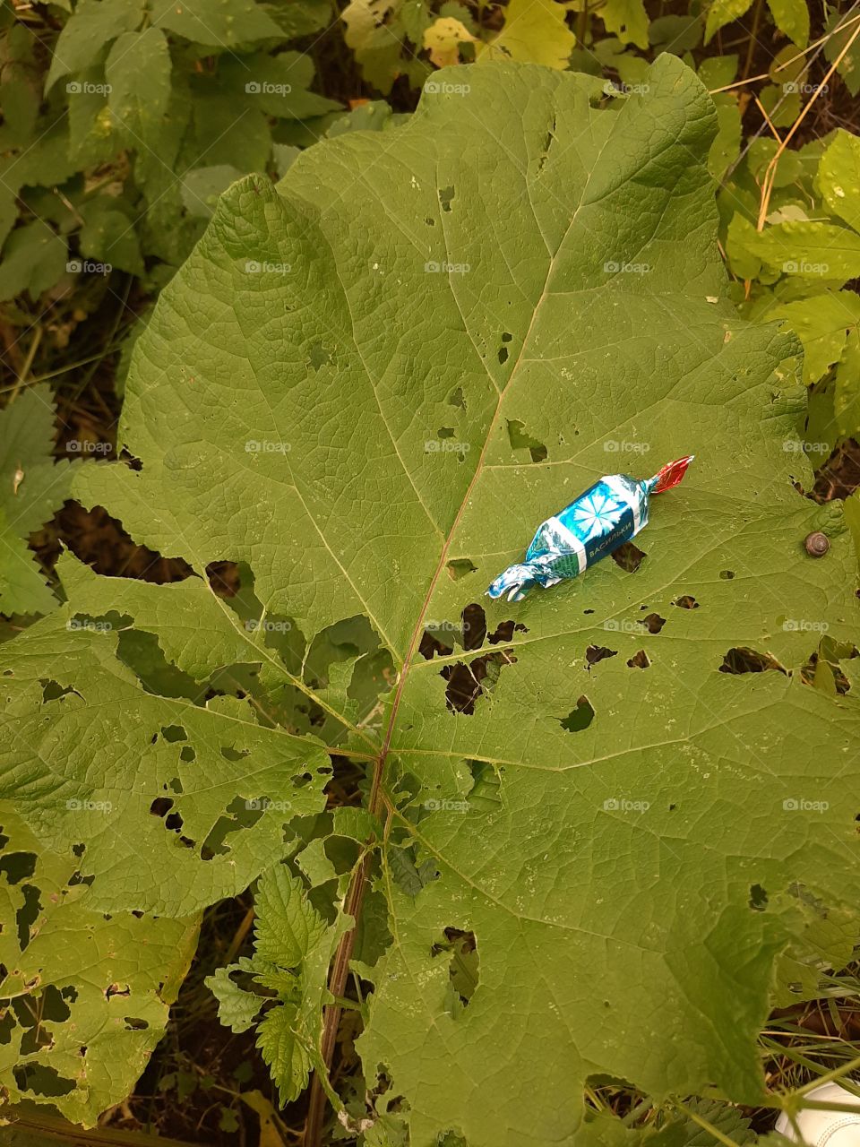 Конфеты   растут   на   листьях!