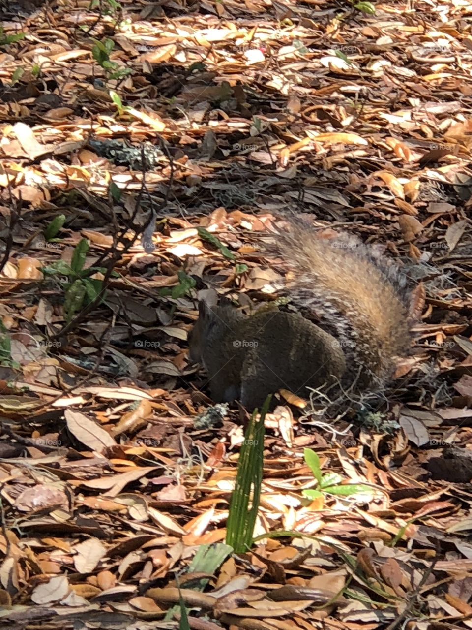 Squirrel 