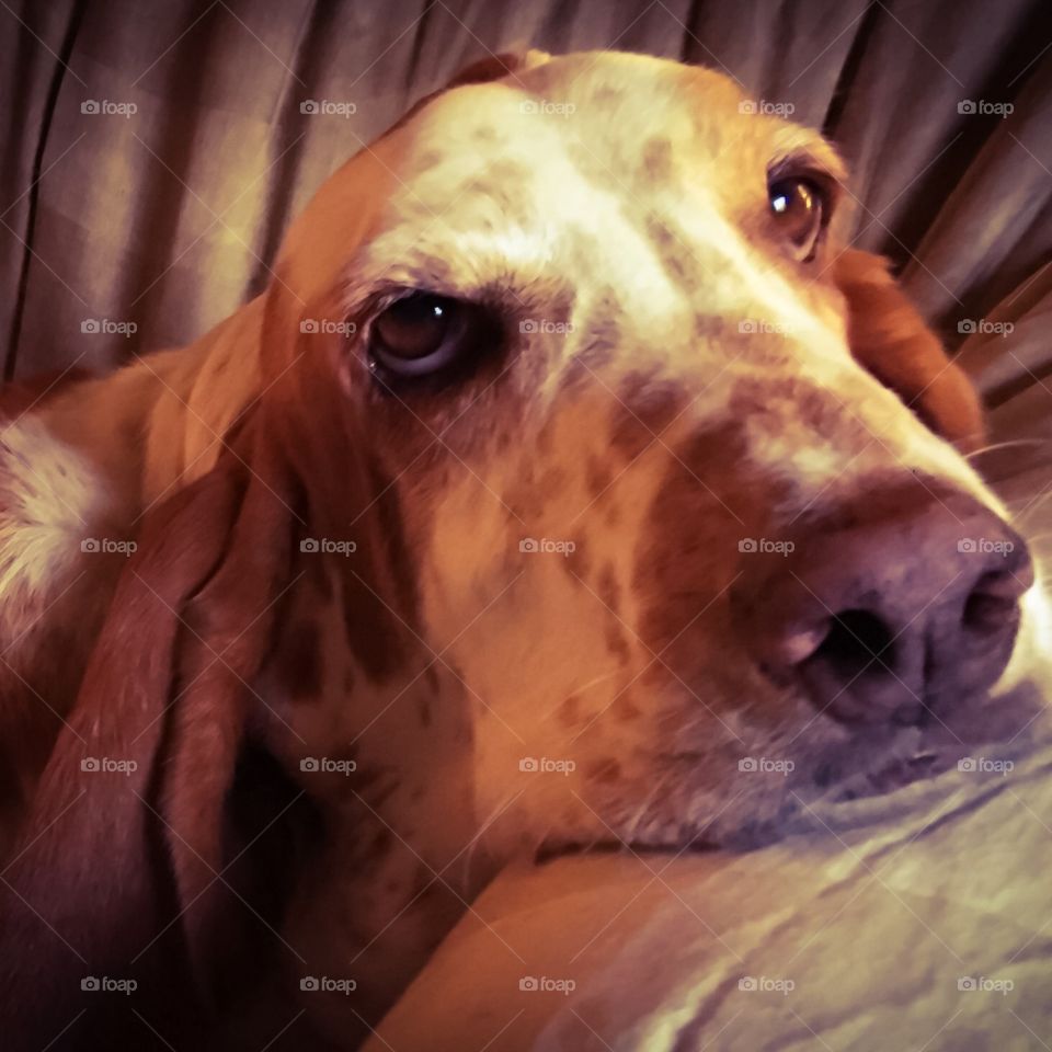 My model William the Basset hound