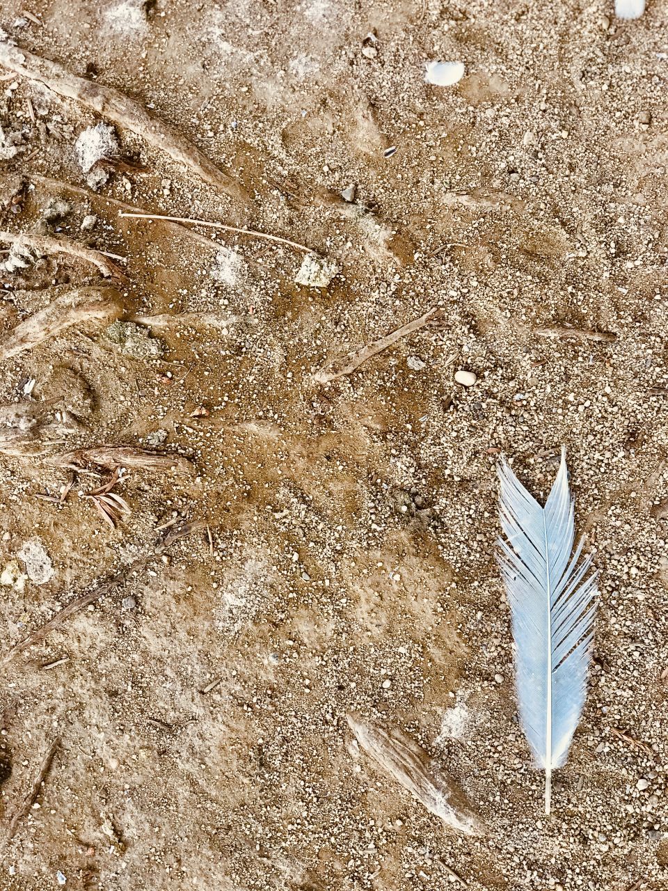 Changing seasons are like plucking a feather. 