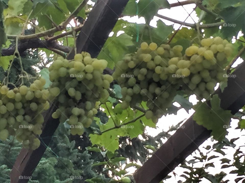 Grapes 