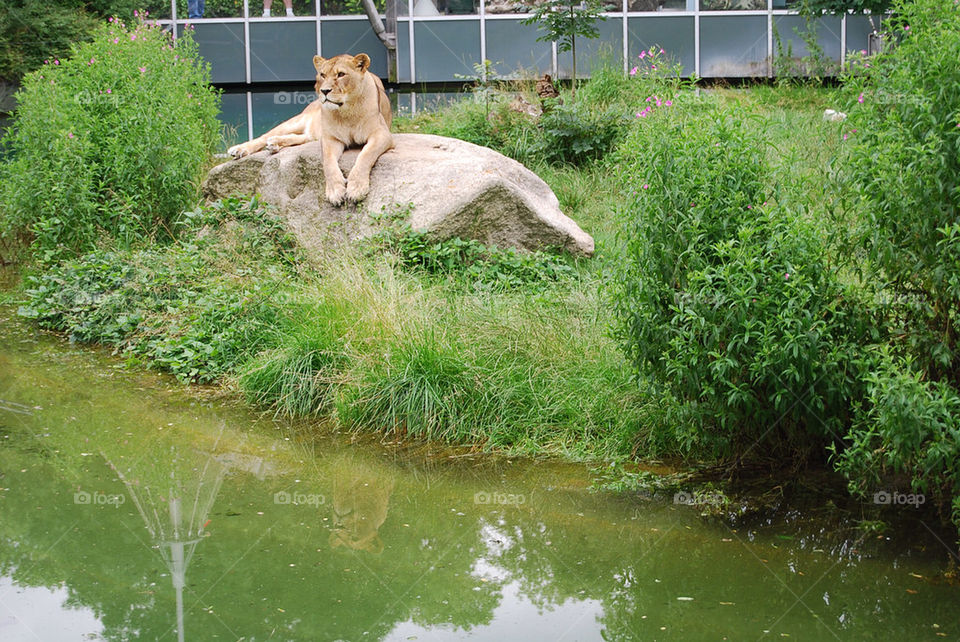 green zoo reflection lion by Nikita80