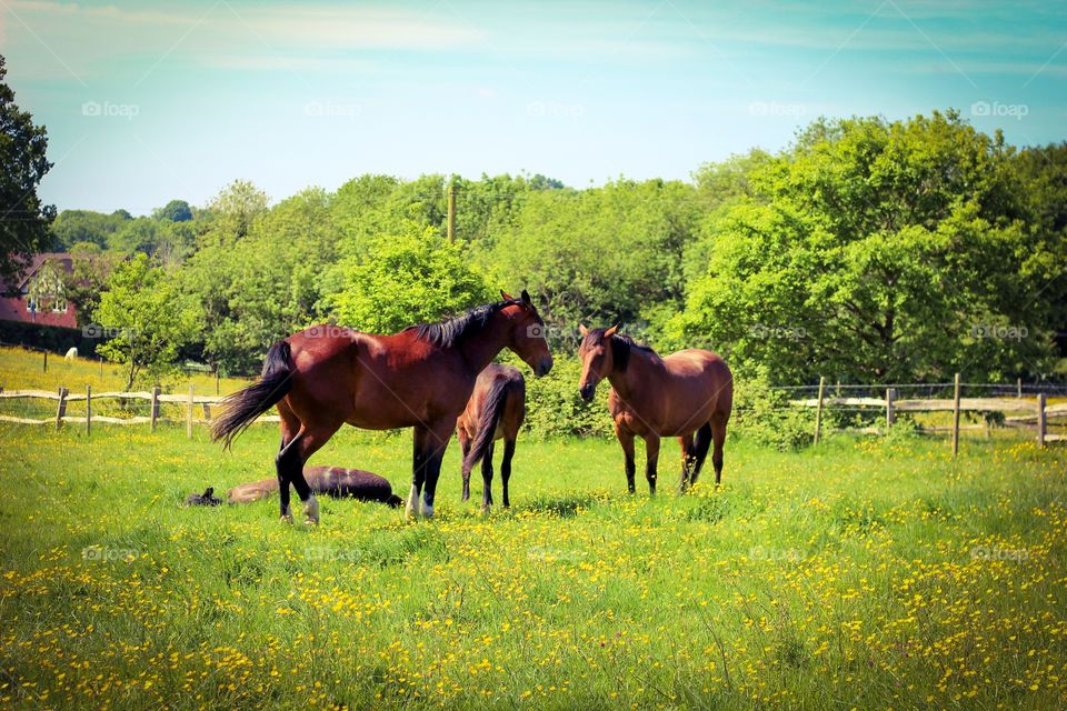 Horses