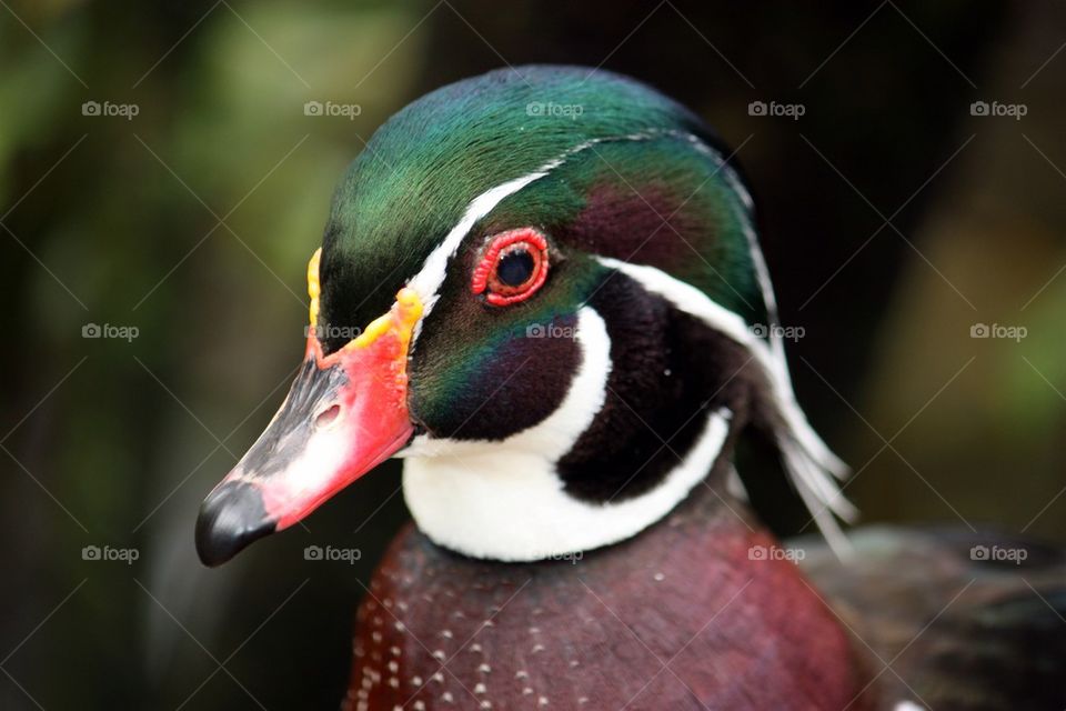 Wood duck close up