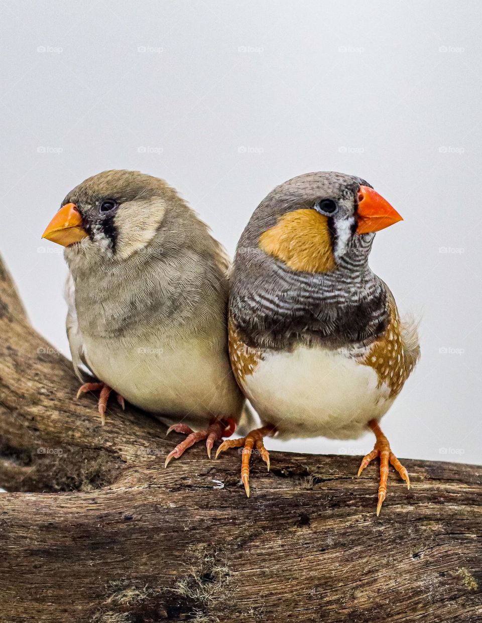 zebra finch