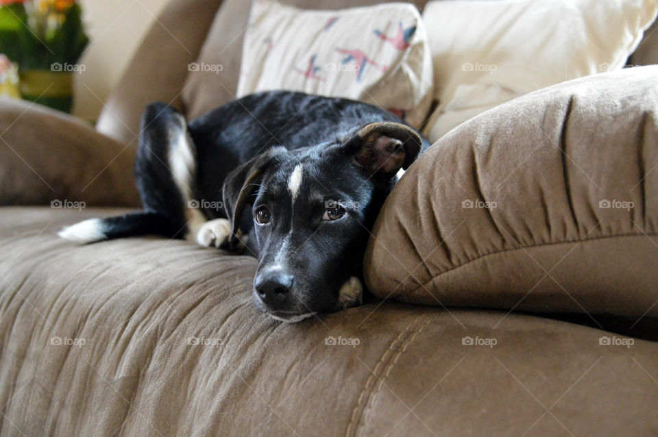Mixed breed puppy laying on a sofa couch