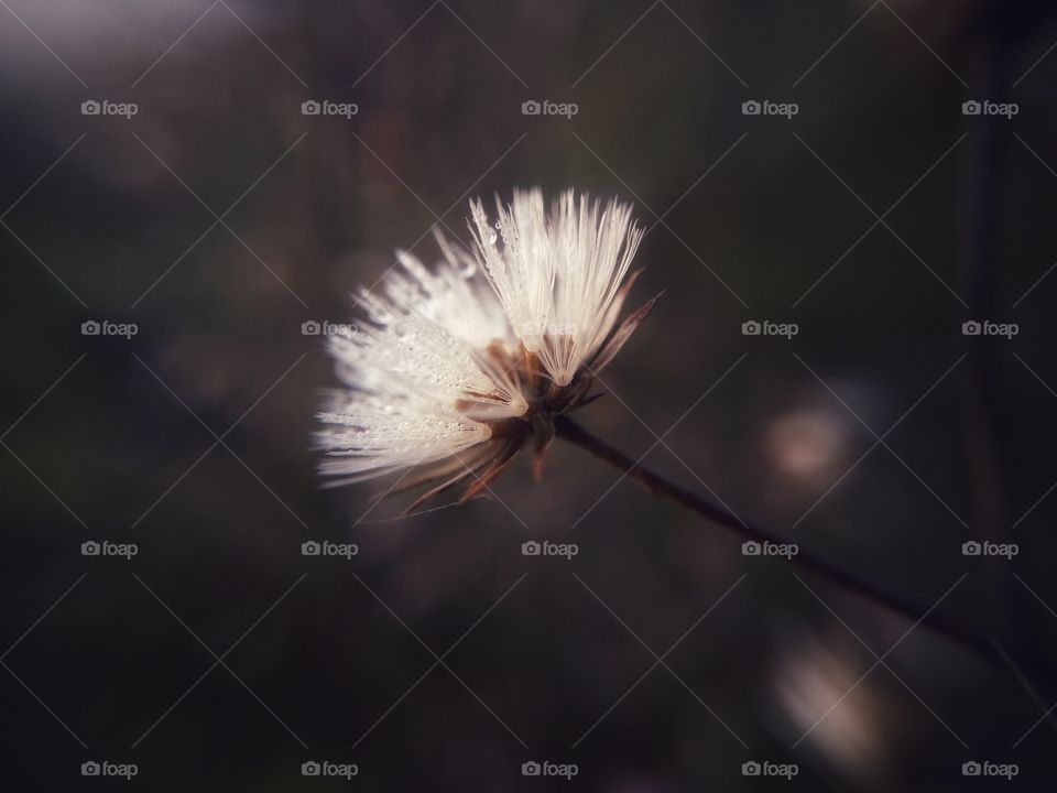 dew fallen on flower