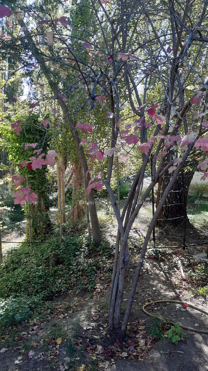 mountain trees