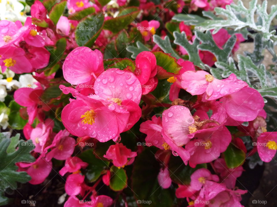 flowers after rain