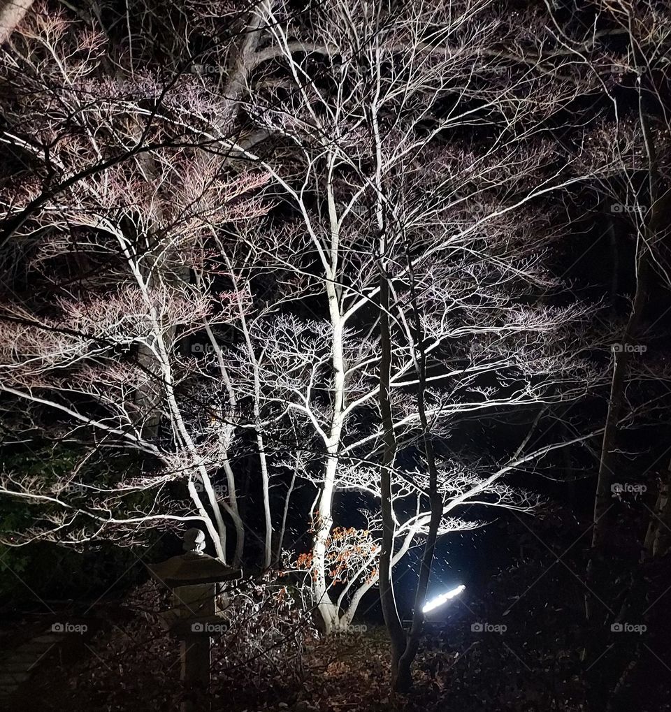 Lighted tree in winter at Stan Hywet Akron Ohio
