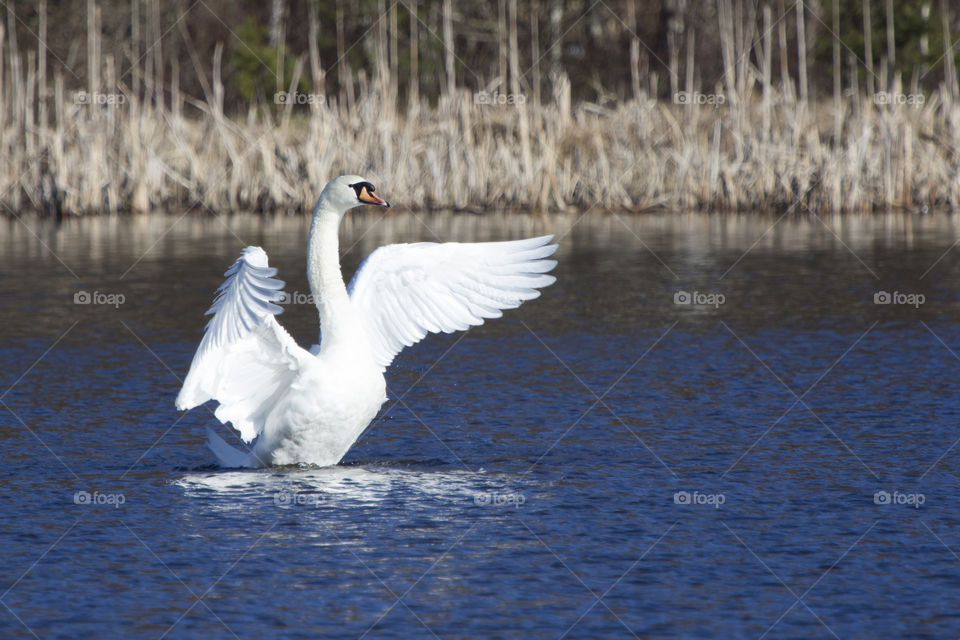 Swan with spread wings on lake
