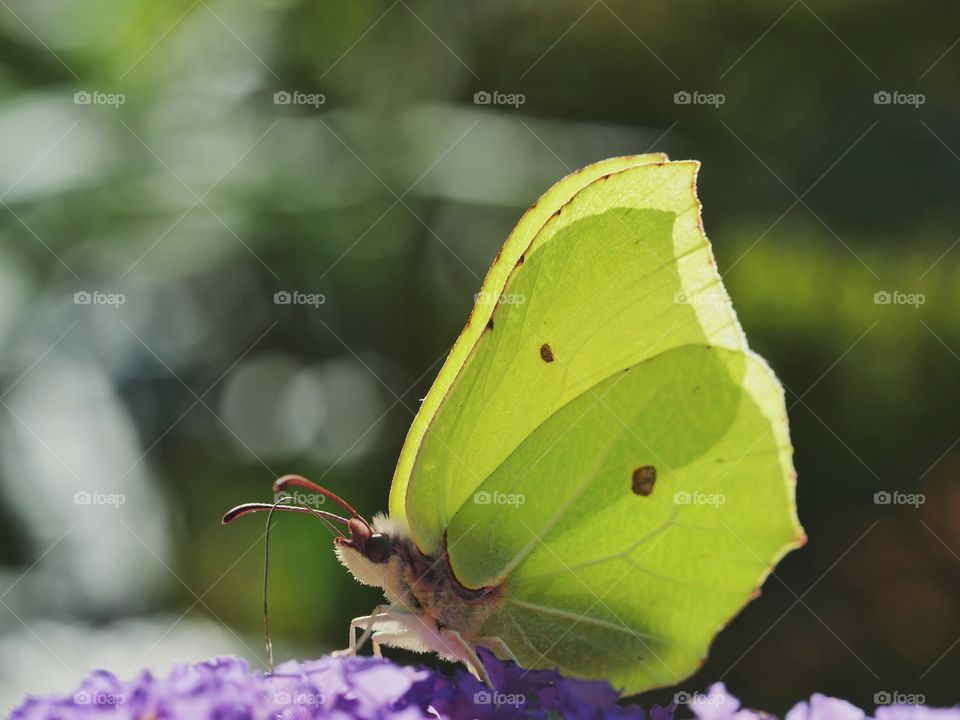 Ventral view of brimstone butterfly