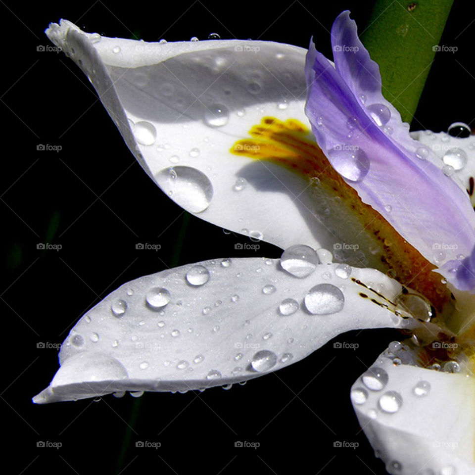 flower macro rain raindrops by probie15