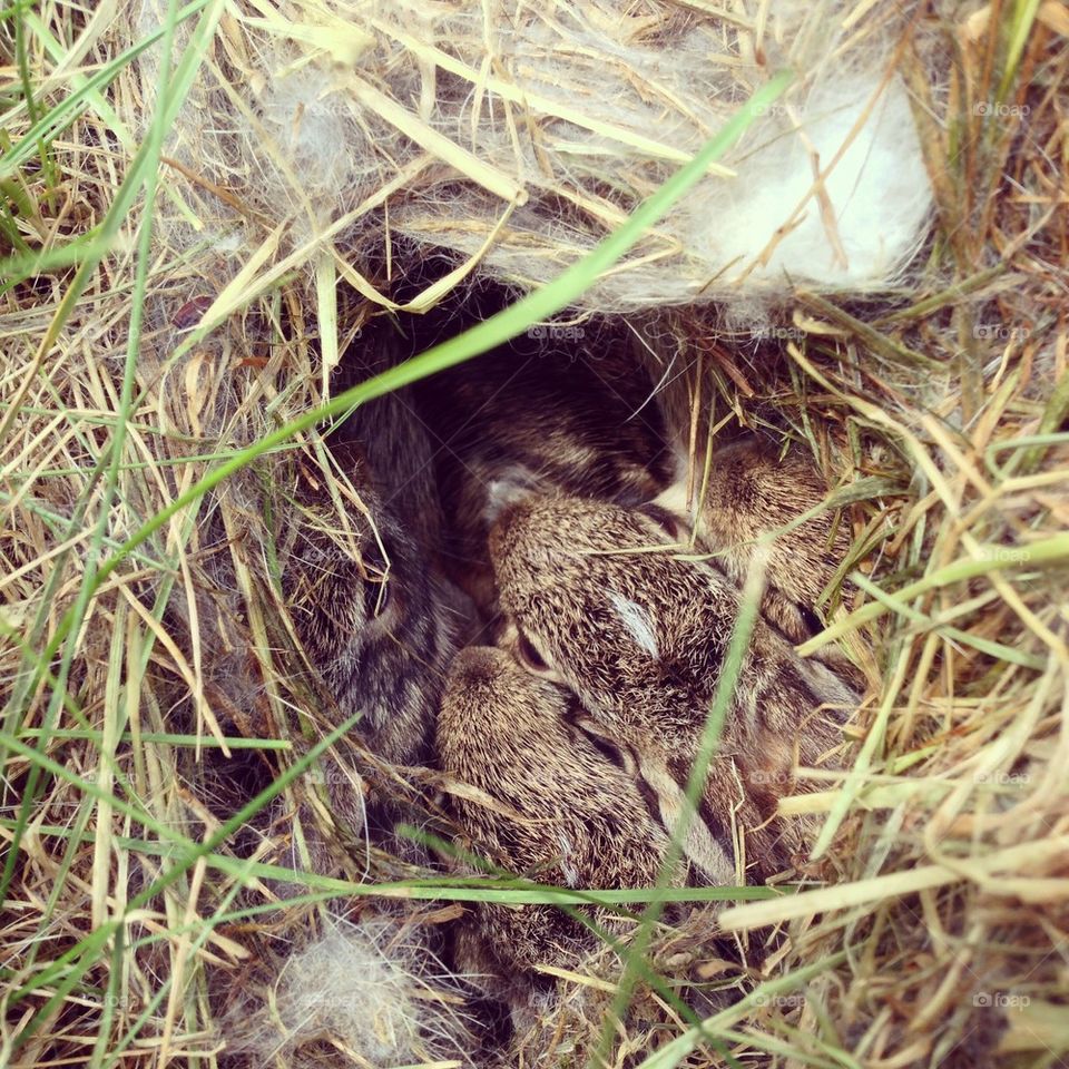 Rabbits nest 