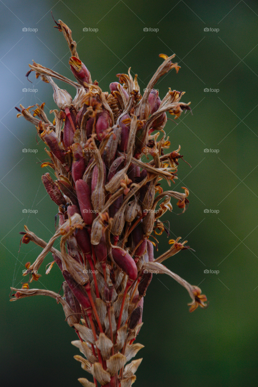 Flower drying Suikerbosfontein