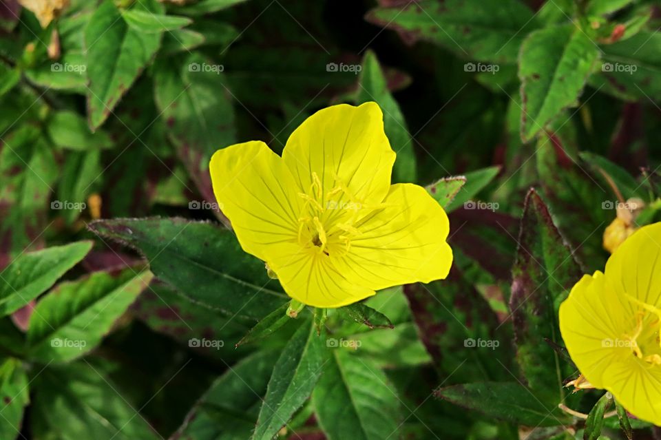 Yellow Blossom one of my favorites