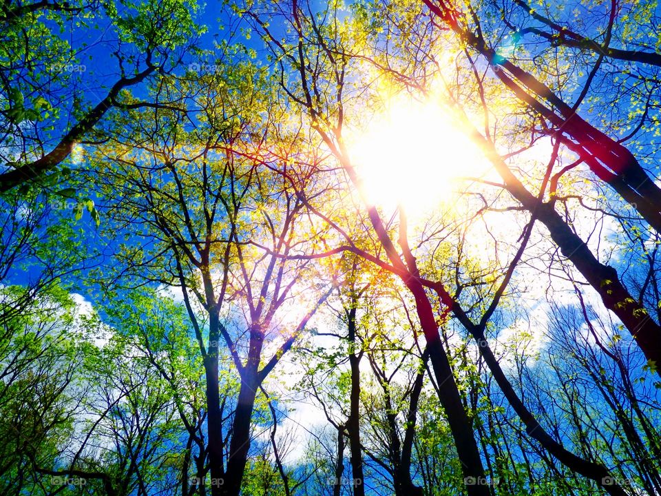 Sun thru the Indiana trees. 