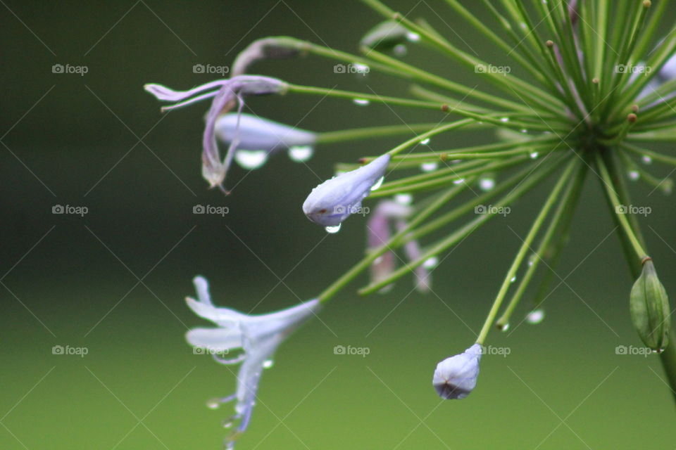 Rain drops on purple flowers