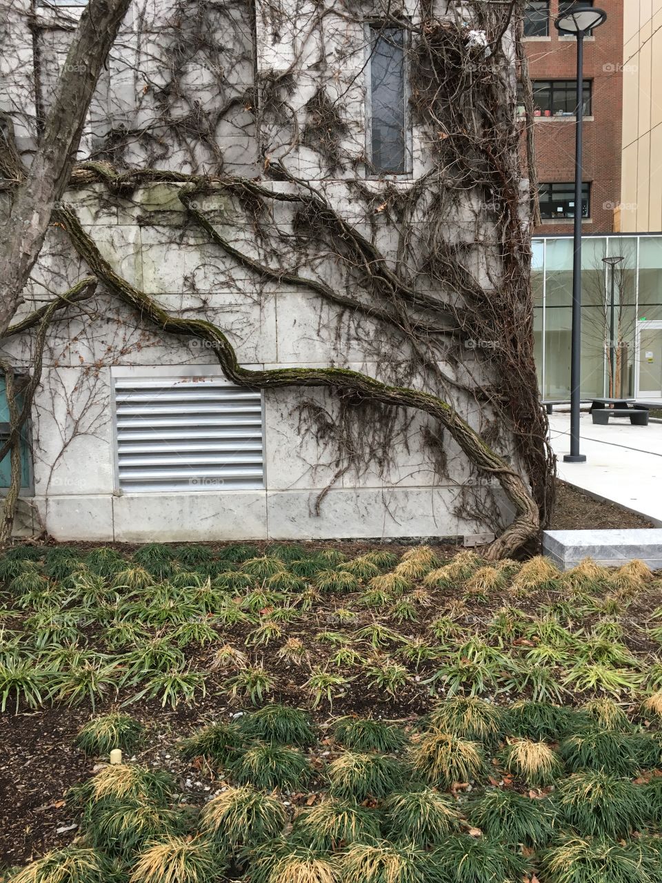 Ivy on building at BU