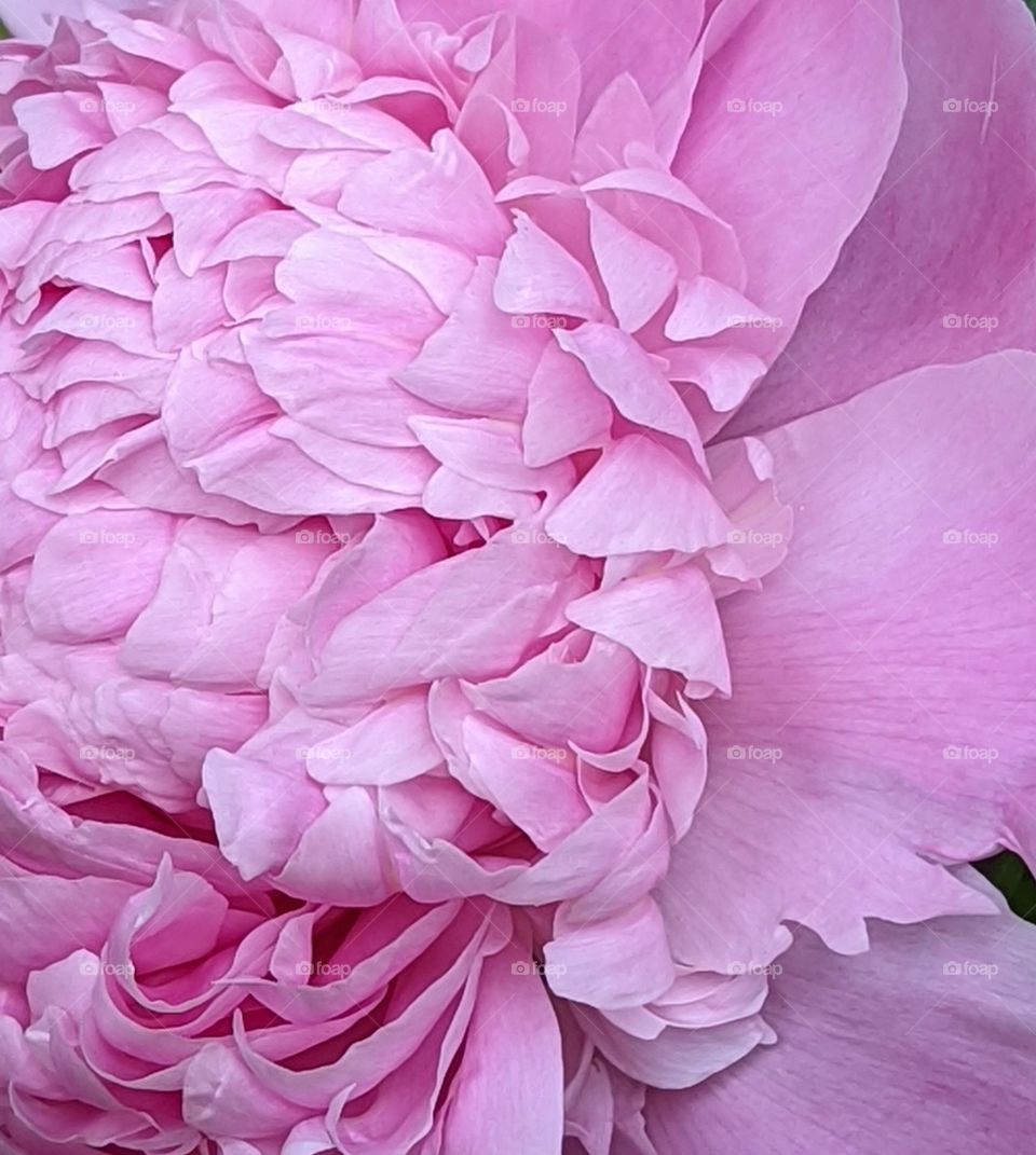 blooming pink peonies