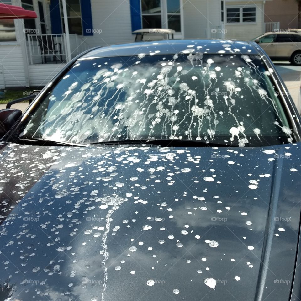 Glad Elephants do not Fly