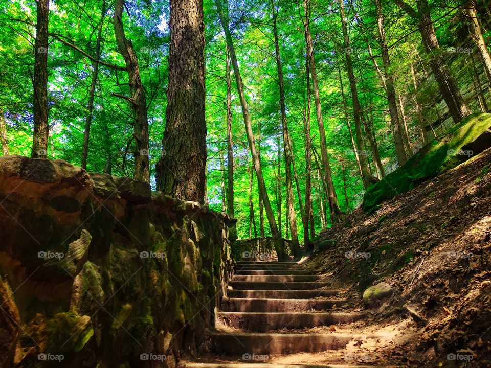 Stairs along the forest trail.