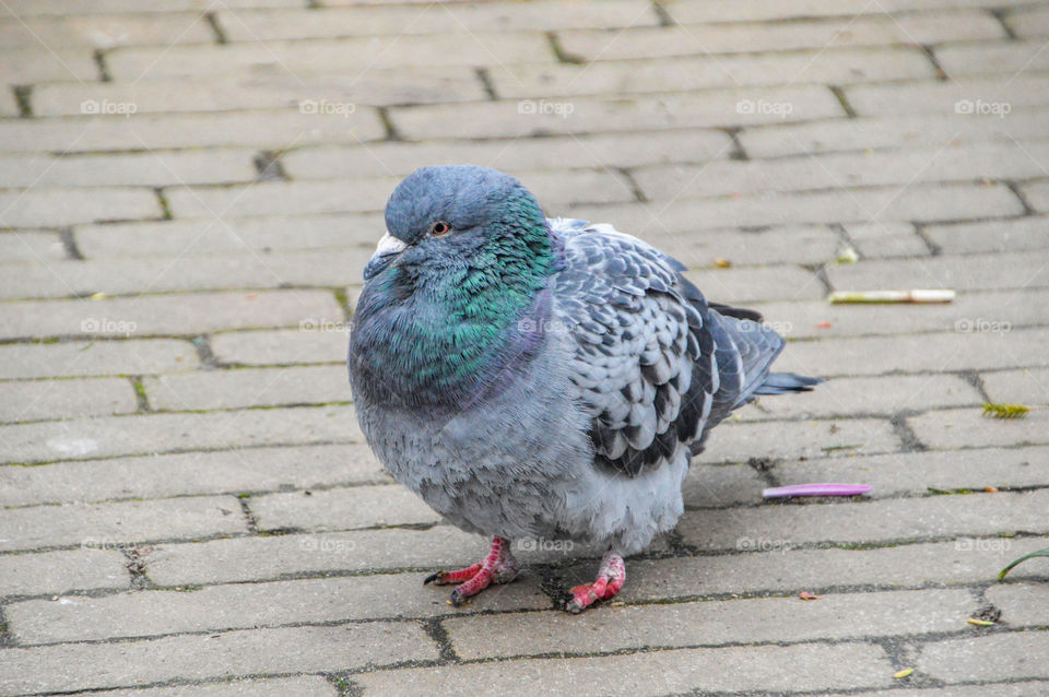 Pigeon Sitting On The Street
