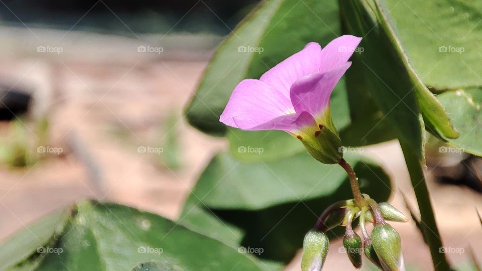 Oxalis latifolia