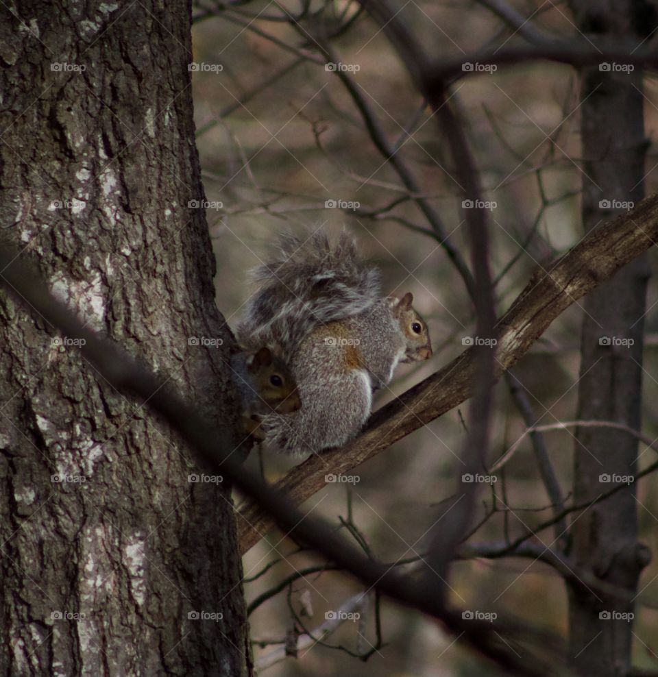 Eyes of the Forest; Two squirrels coming out of their winter home in Northeast Pennsylvania, United States