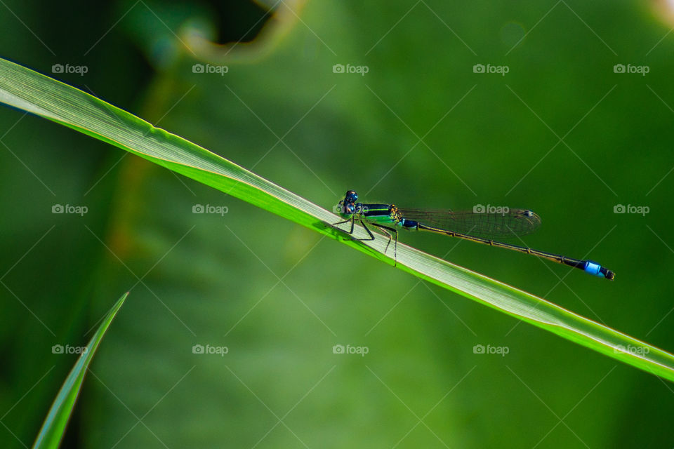 Taiwan Dragonfly