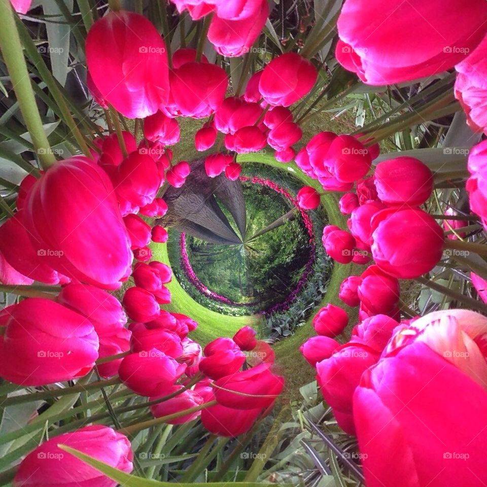 The tulip/ flower gardens in Keukenhof , the Netherlands (holland)