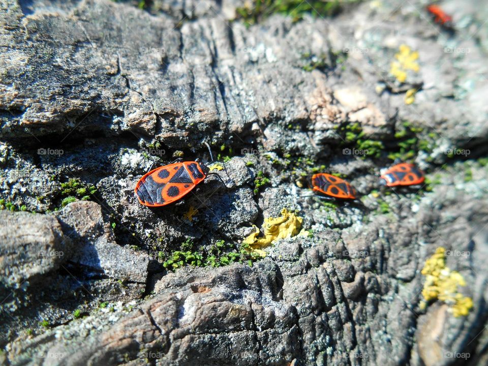 Nature, Environment, Insect, Outdoors, Summer