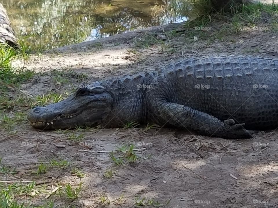Big Ol' Fat Gator