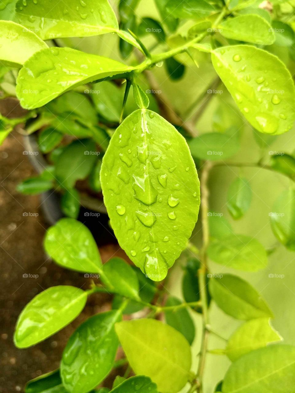 water leaf