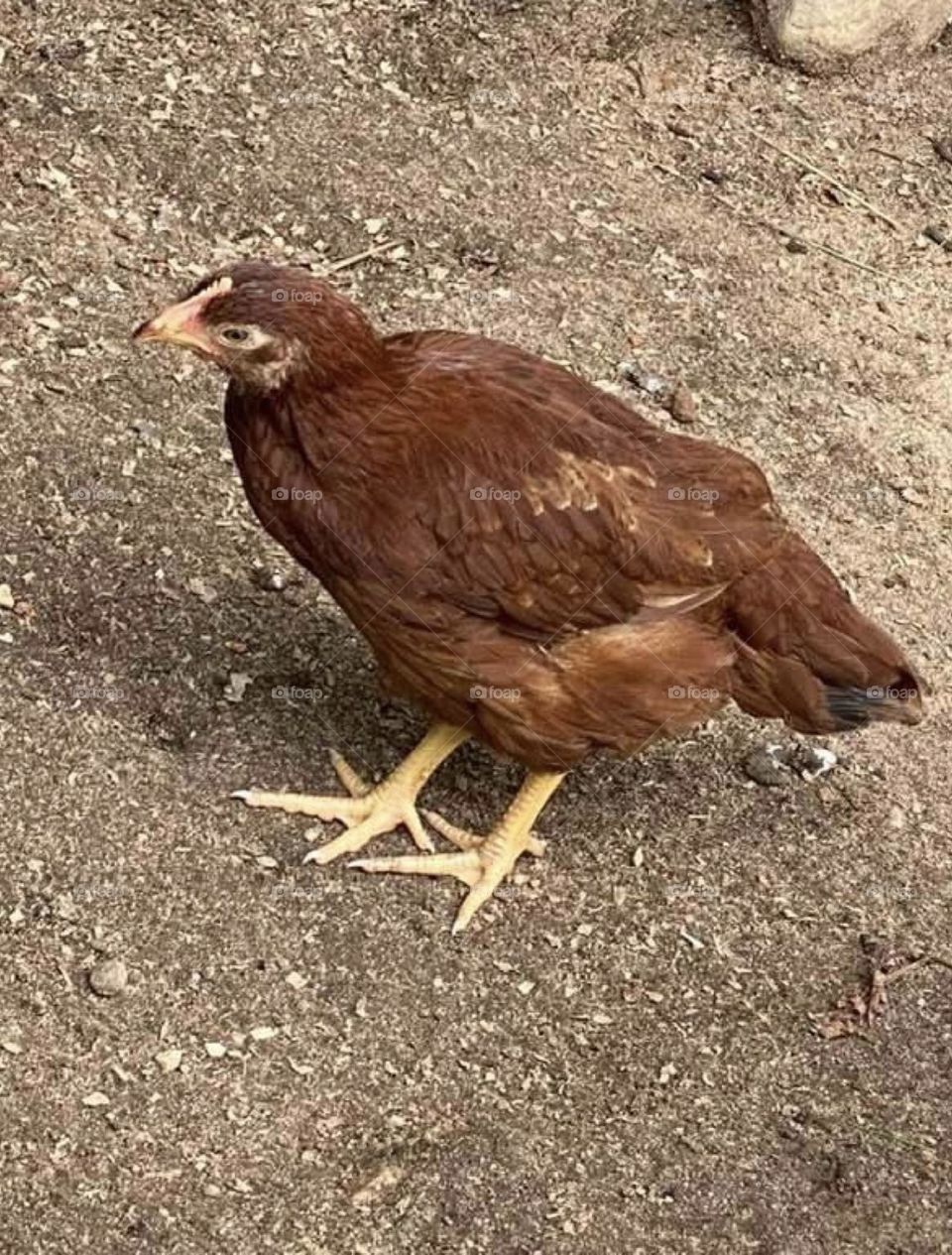 Rhode Island Red chicken 
