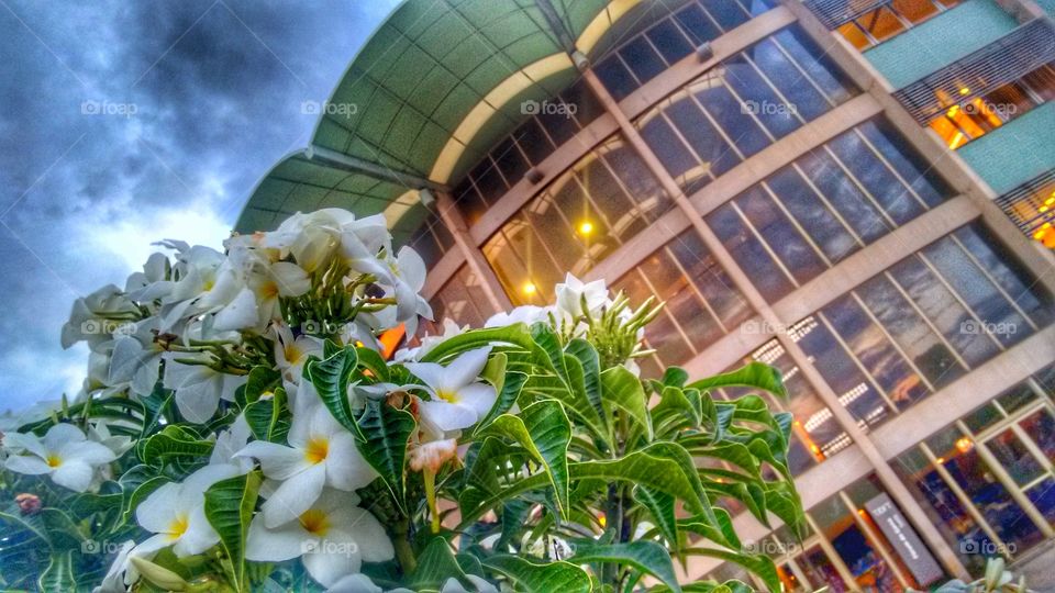 flor branca prédio arquitetura fórum do gama df