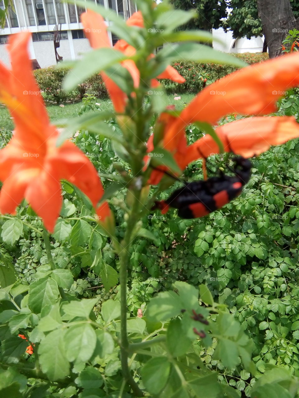 beautiful blooming flower