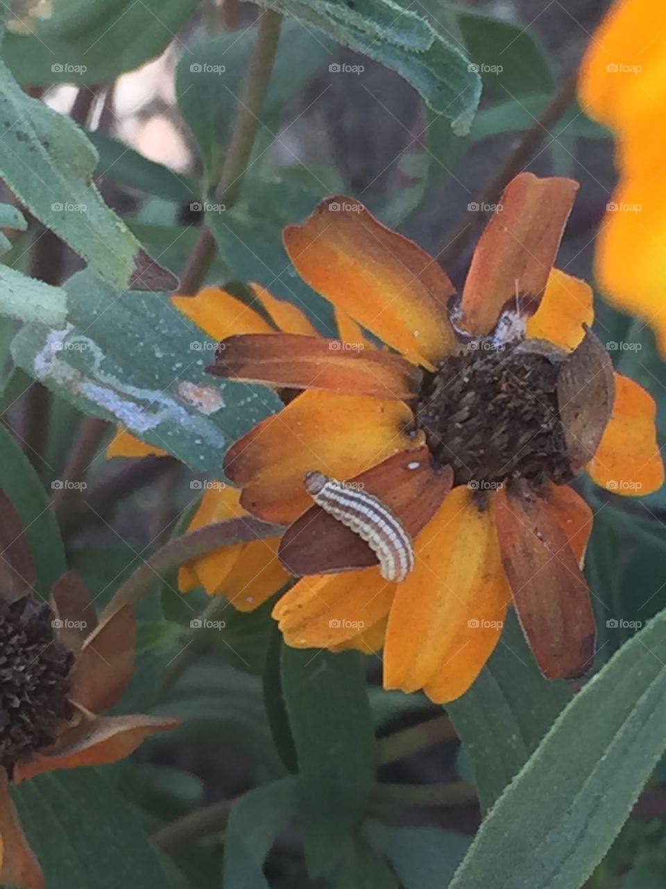 Caterpillar on flowers 