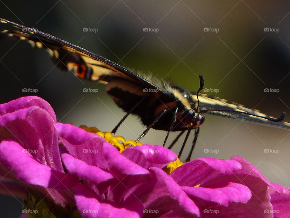 Butterfly wings parallel to flower petals 