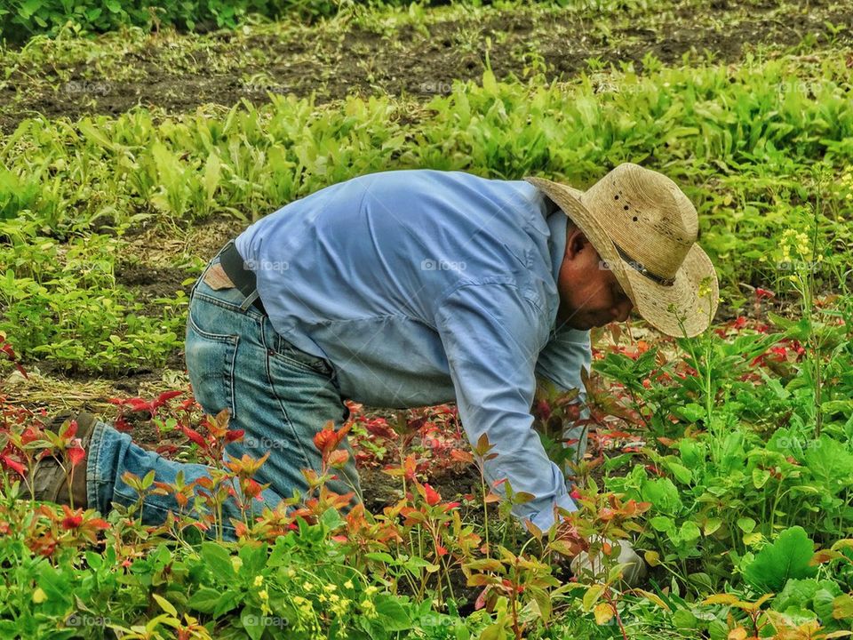 California Farm Worker