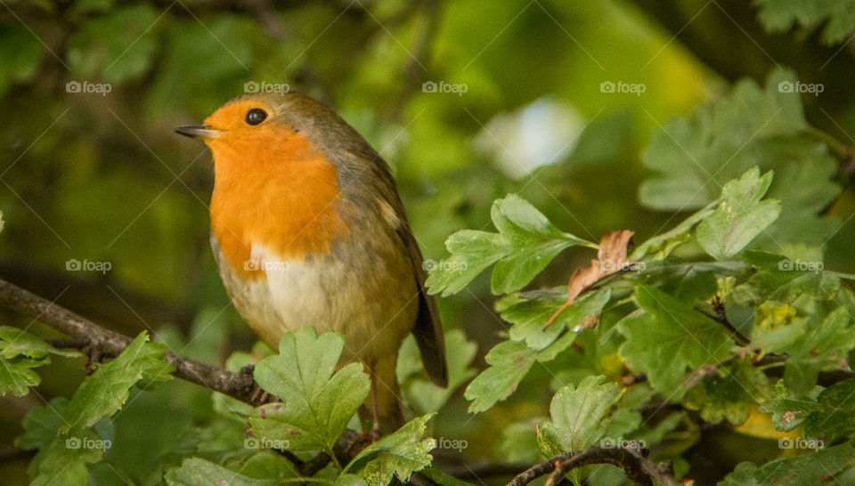 Robin