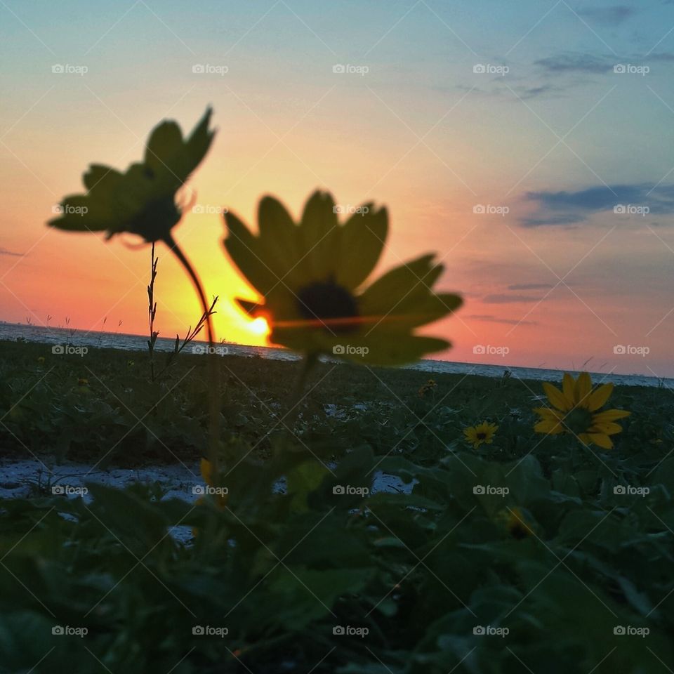 sunset flowers