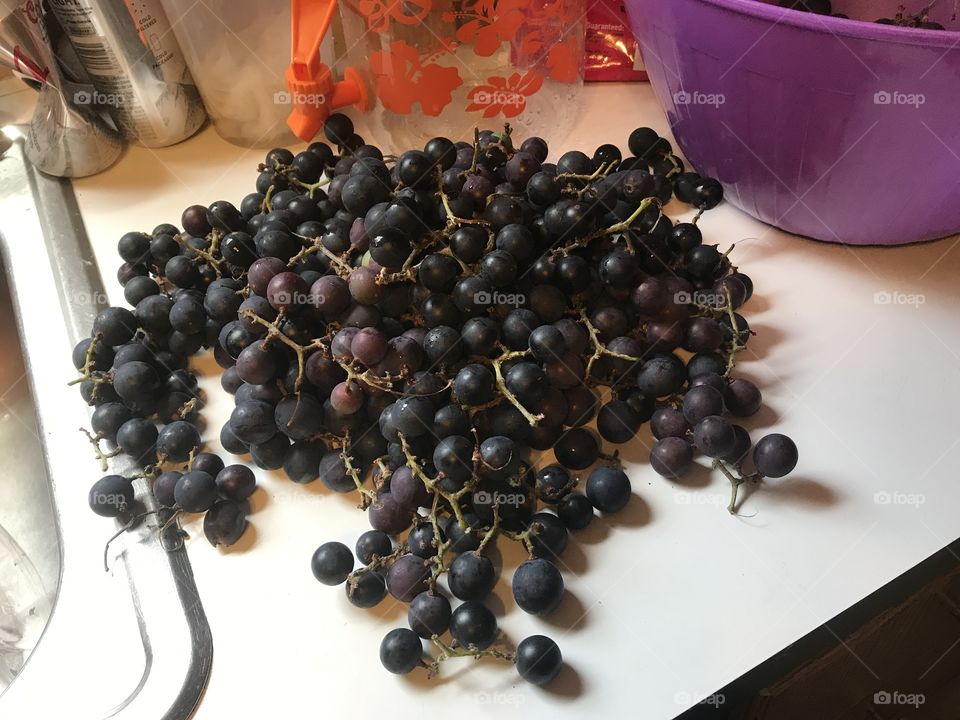 #wildgrapes