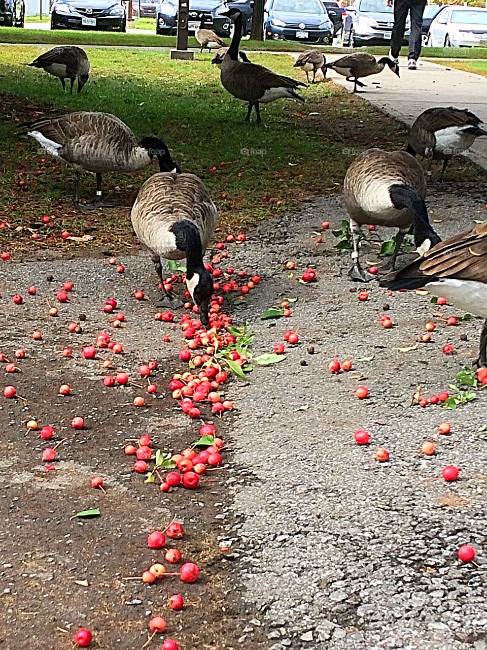 Canada geese in the city eating crabapples 