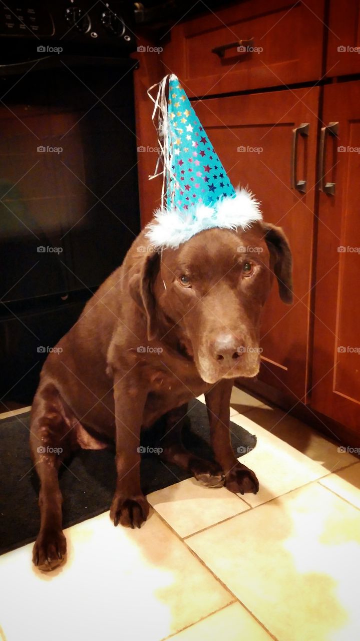 Happy Birthday Doggie