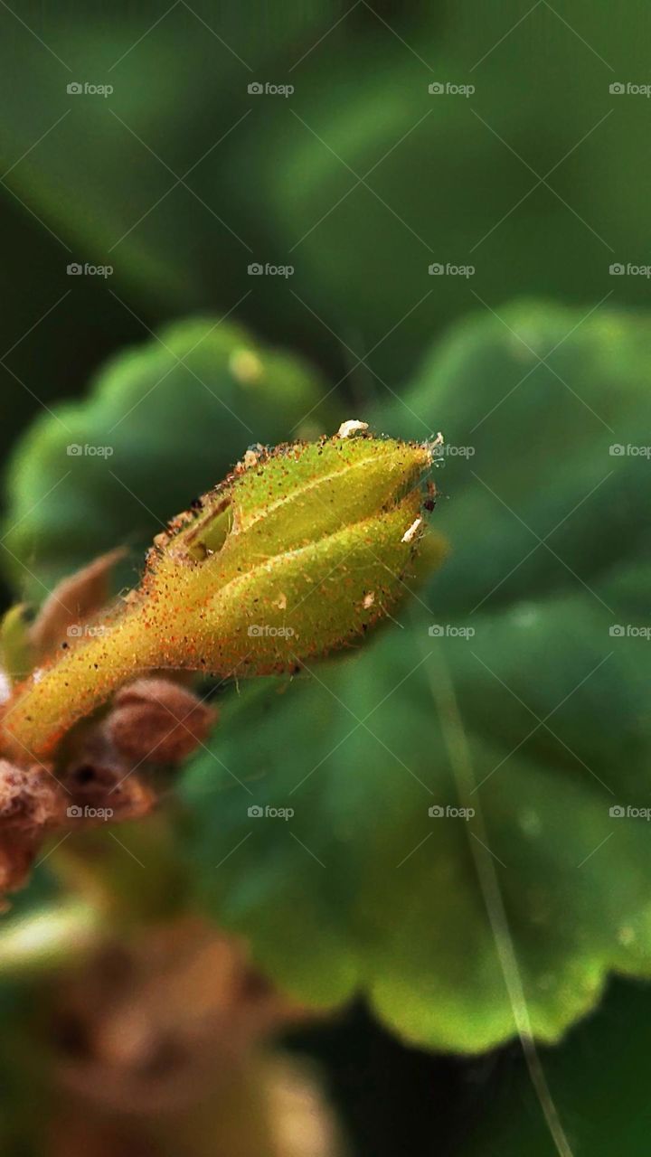 Macro photo of a flower growing in the garden