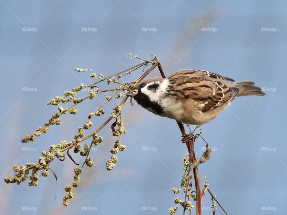 Sparrow on the grass
